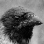 Pascal Volk's avatar
