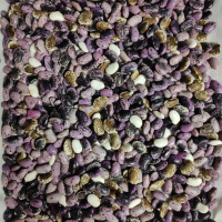 Matteo F. Vescovi's avatar